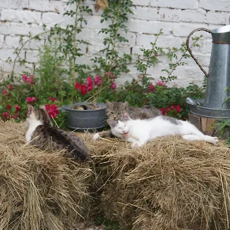 Dorf Stille - Huetten In Den Gaerten Magra - Lavendel Prázdninový dům